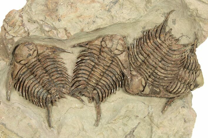 Cluster Of Four Foulonia Trilobite Fossils - Fezouata Formation #260000